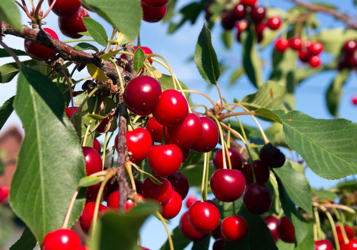 Muchas cerezas caen antes de madurar: la razón es simple, al igual que lo que hay que hacer para salvar la temporada