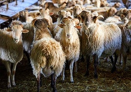 El método vasco para que las ovejas produzcan menos gases de efecto invernadero: «Ha superado las expectativas»