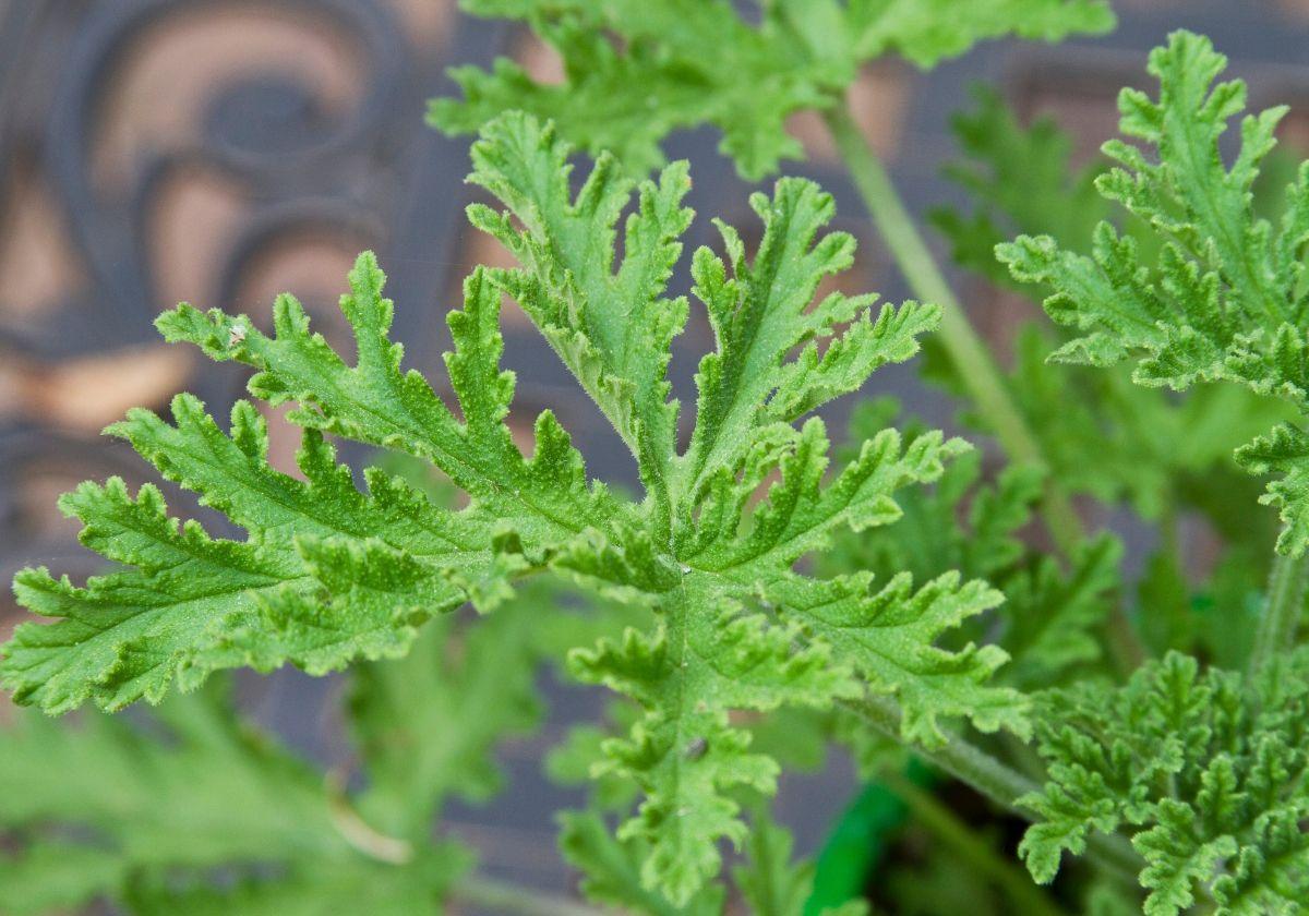 La planta que perfuma la casa y aleja a los mosquitos: por qué todos la piden en primavera