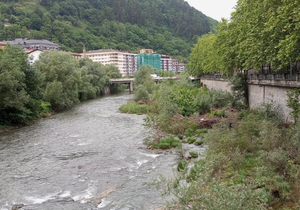 Tolosa planta cara a las plantas invasoras en el río Oria