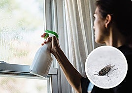 Así es como puedes eliminar las moscas de casa este verano