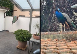 Los pavos en las terrazas de unas viviendas del barrio donostiarra de Egia