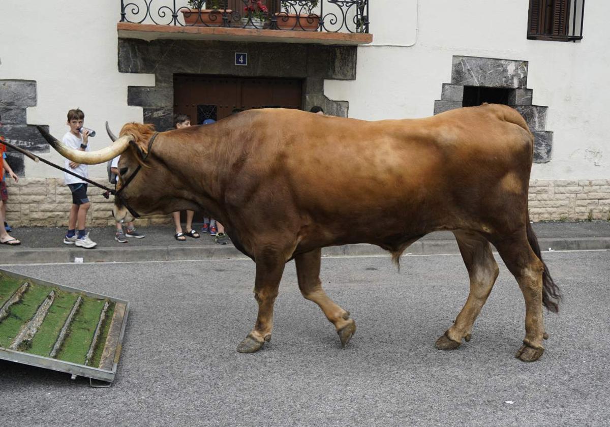 Así ha sido el cambio de bueyes entre Tolosa y Lazkao