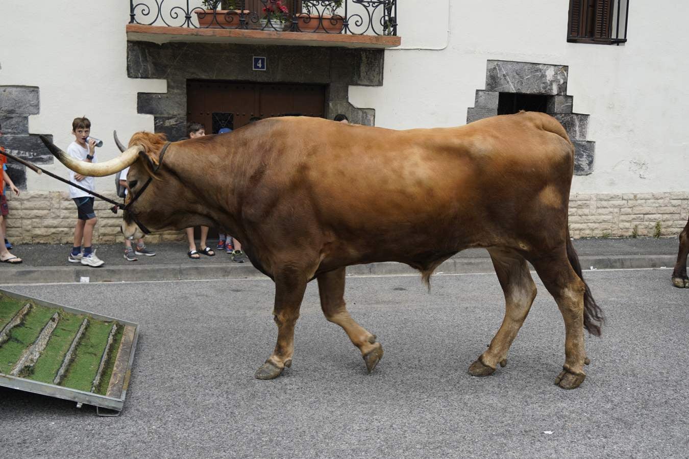 Así ha sido el cambio de bueyes entre Tolosa y Lazkao