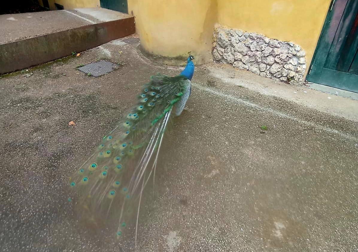 Imagen principal - Arrancan la cola a pavos reales del parque donostiarra de Cristina Enea