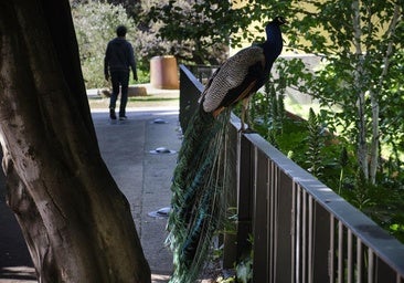 La vigilancia en el parque de Cristina Enea se va a reforzar tras el ataque a un pavo real