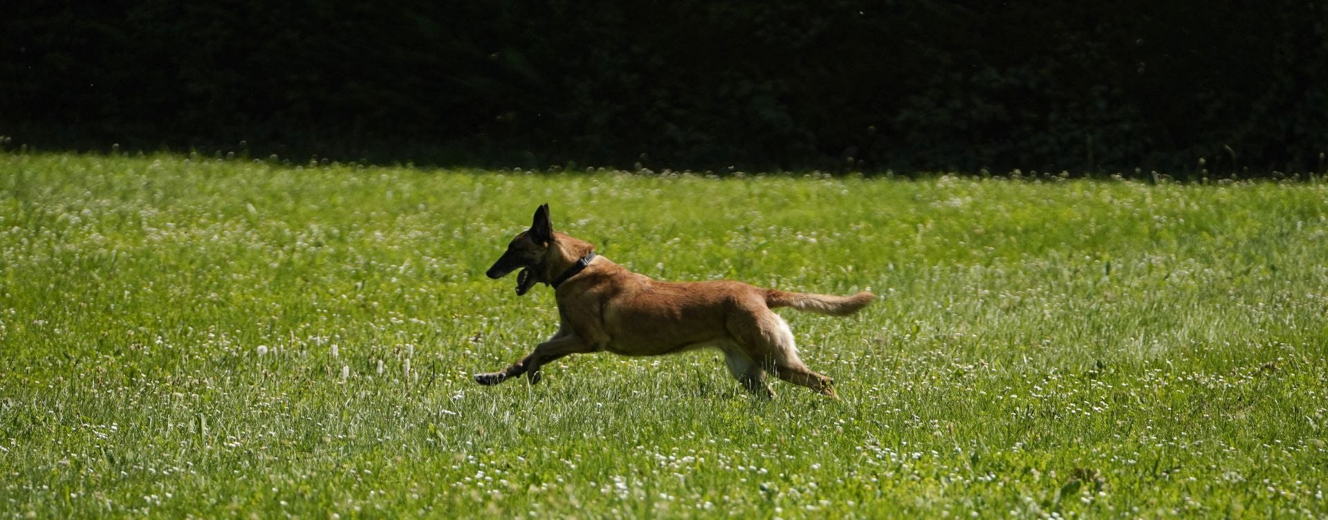 Visita a la unidad canina de la Ertzaintza
