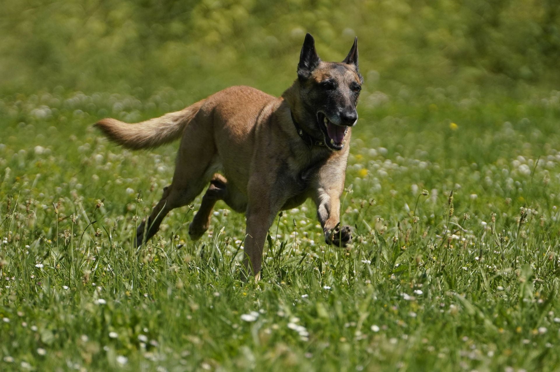 Visita a la unidad canina de la Ertzaintza
