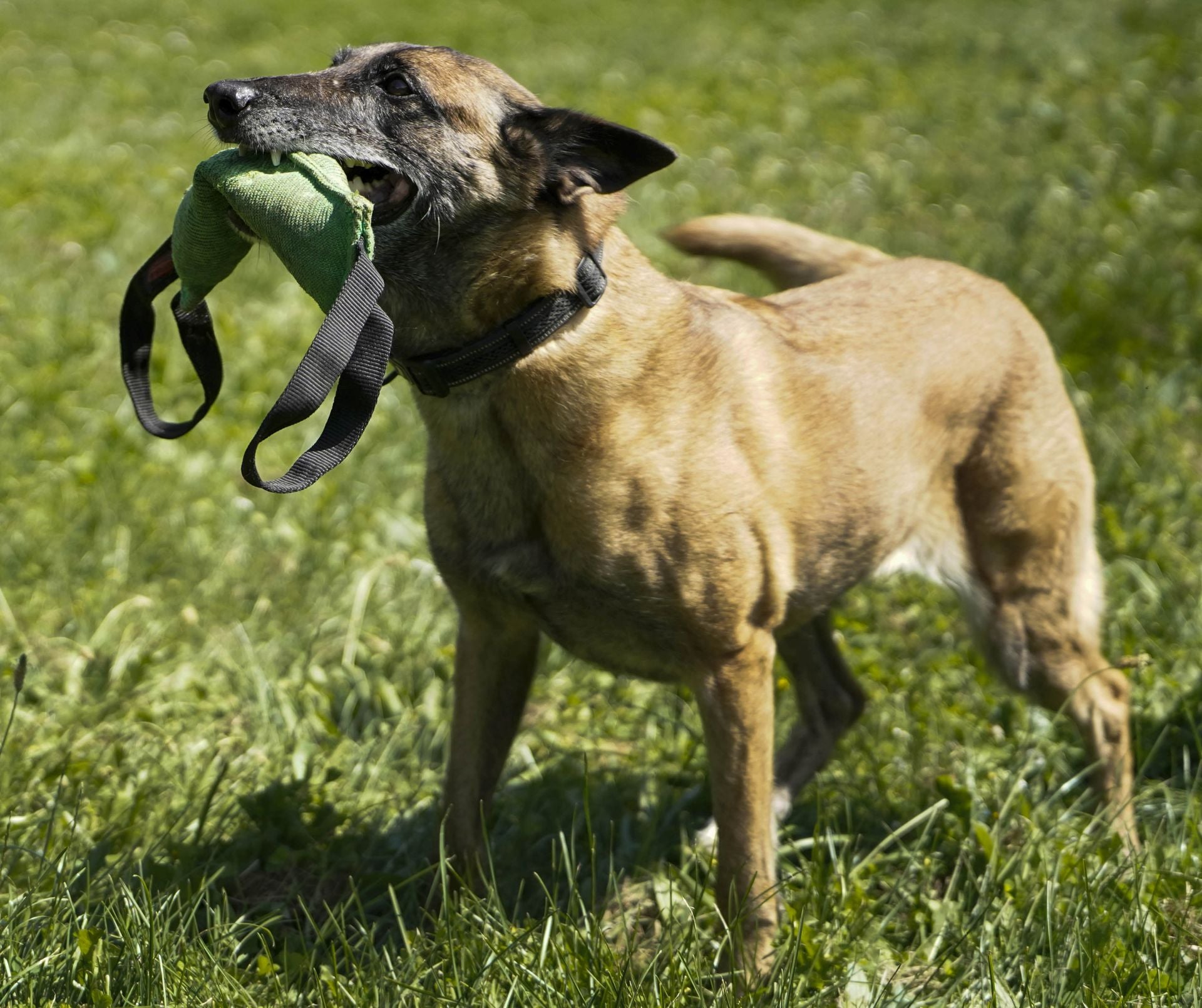 Visita a la unidad canina de la Ertzaintza