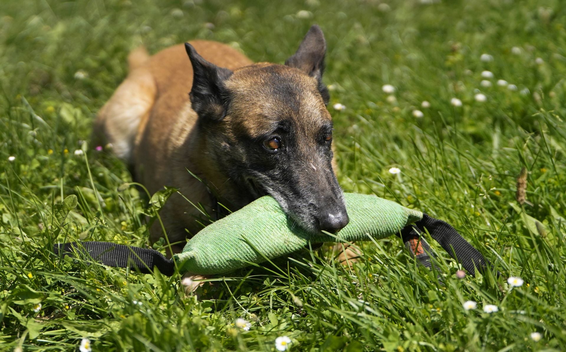Visita a la unidad canina de la Ertzaintza