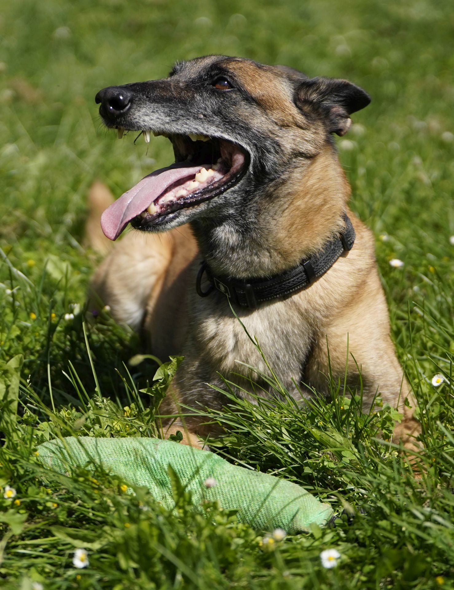 Visita a la unidad canina de la Ertzaintza