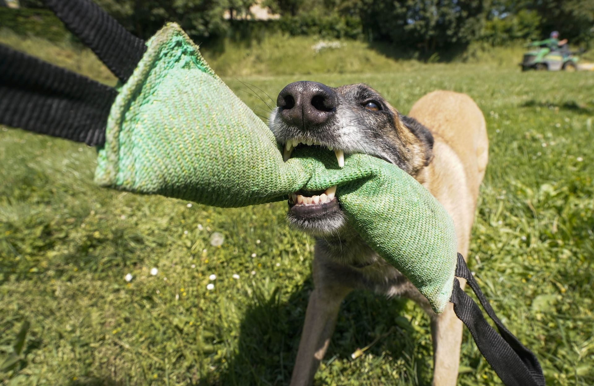 Visita a la unidad canina de la Ertzaintza