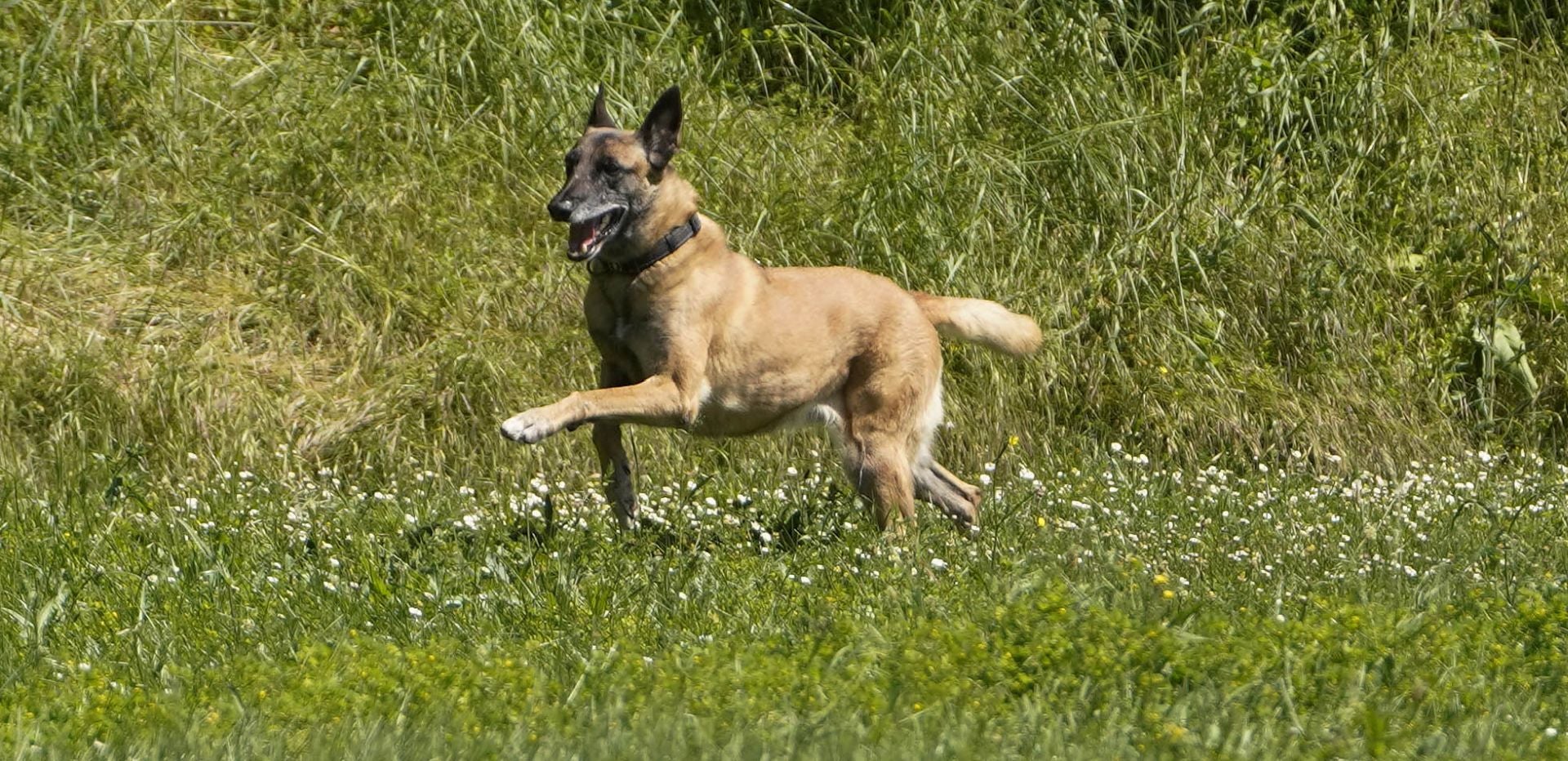 Visita a la unidad canina de la Ertzaintza