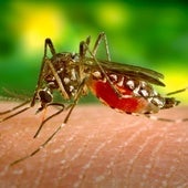 Los mosquitos tienen sus colores favoritos: así puedes evitarlos para que no te piquen