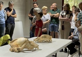 Oso cavernario encontrado en Urdazubi.