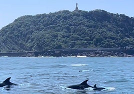 Un grupo de delfines se deja ver en la bahía de La Concha de San Sebastián.