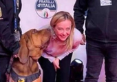 Italia llora a Bruno, el perro héroe asesinado con una trampa cruel y premiado por Meloni