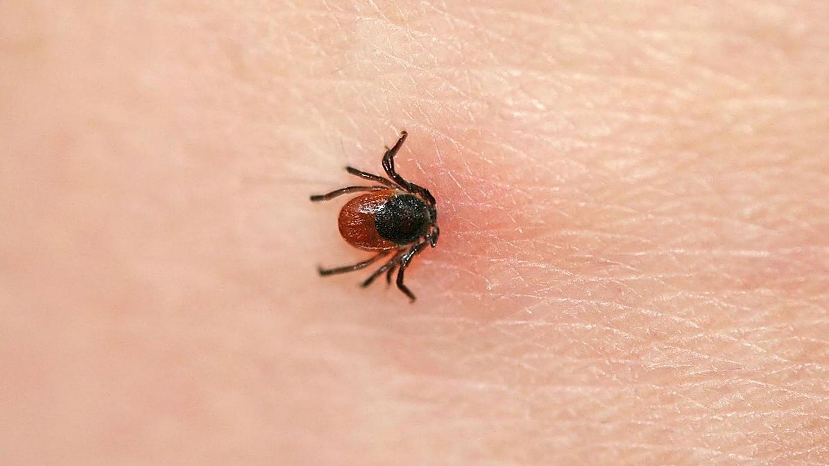 Estas son las garrapatas que nos 'pican' y nos enferman en Euskadi