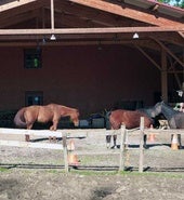 Pottokak gertutik ikusteko aukera izango da igandean Arantzazun