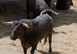 Toros descansan estos dís en el Corral del gas.