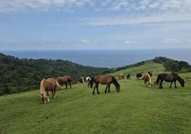 Un grupo de yeguas pasta plácidamente en una de las campas junto a la línea de costa de Jaizkibel.