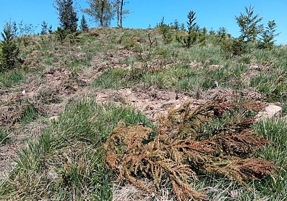 Criptomerias taladas en abril del pasado año en terrenos plantados en Azpeitia y Zestoa.