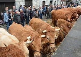 Ganado en la Feria de Lesaka que se celebra el tercer jueves de noviembre.