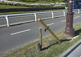 Uno de los tamarices destrozados en el paseo de La Concha.