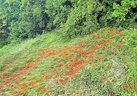 Denuncia L. Ruiz: «Esta planta invasora llena todo el Monte de la Pela, antes propiedad de la Duquesa de Alba y ahora del Ayuntamiento, que está situado en la parte trasera de la calle Autonomía. El Ayuntamiento poda una vez al año la hierba y ninguna vez los árboles, pero la citada planta invasora necesita ser extraída de raíz para evitar su rebrote».