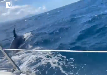 Así fue el inédito ataque de las orcas al velero frente a Deba