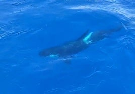 Uno de los animales observado por agentes del Servicio Marítimo desde su barco