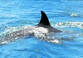 Imagen de una de las orcas avistadas en Deba esta semana.