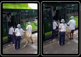 La cuadrilla de fiestas en Bakio introduce a la burra en un autobús.