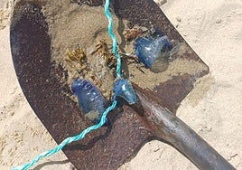 Varias de las carabelas portuguesas halladas este jueves en San Sebastián.