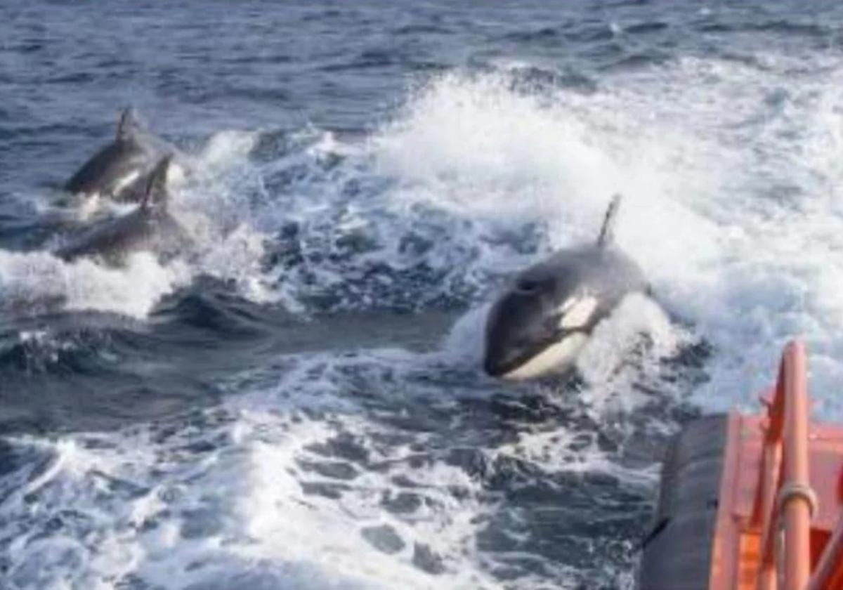 Grupo de orcas se acercan a una embarcación en el incidente que protagonizaron en la costa de Llanes.