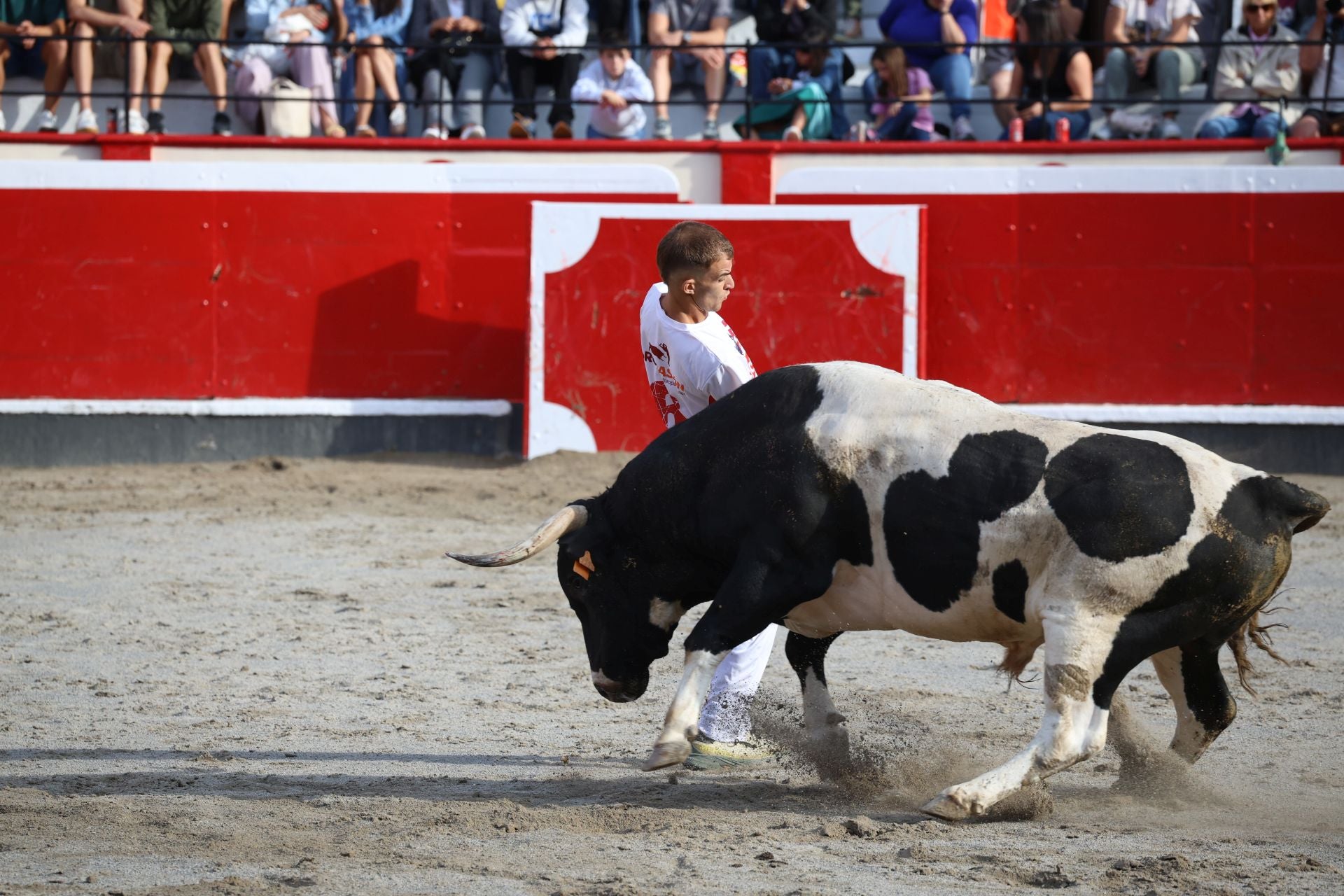Los recortadores vuelven a triunfar en la plaza de Azpeitia