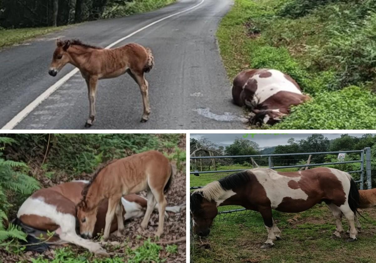 Imágenes de la intervención con el potro en medio de la carretera y la yegua enferma. Abajo, a la derecha, la yegua recuperada en el entorno de Erlaitz.