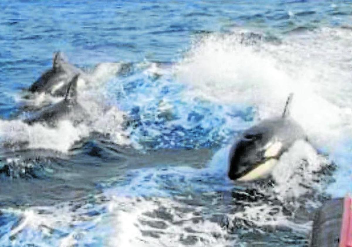 Imagen principal - Una de las orcas avistada en Bizkaia. Debajo, el grupo de orcas el jueves en Llanes (Asturias).