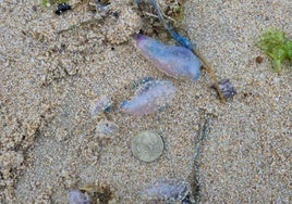 Los cuatro pequeños ejemplares de carabelas portuguesas que han aparecido esta mañana en la playa de Ondarreta.