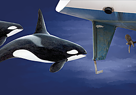 ¿Ataque o juego? El enigma de las orcas