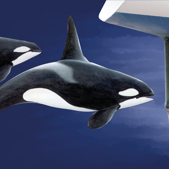 ¿Ataque o juego? El enigma de las orcas