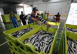 Descarga de anchoa este abril en Getaria.