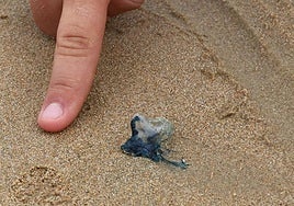 Ejemplar pequeño de carabela portuguesa ayer en La Concha