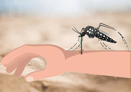 Salud avisa de «la alta probabilidad» de casos de chikugunya en Gipuzkoa a través de mosquitos