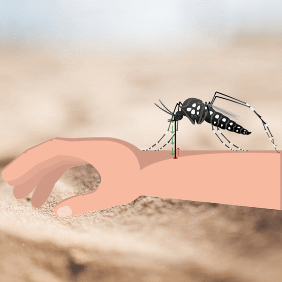 Salud avisa de «la alta probabilidad» de casos de chikugunya en Gipuzkoa a través de mosquitos