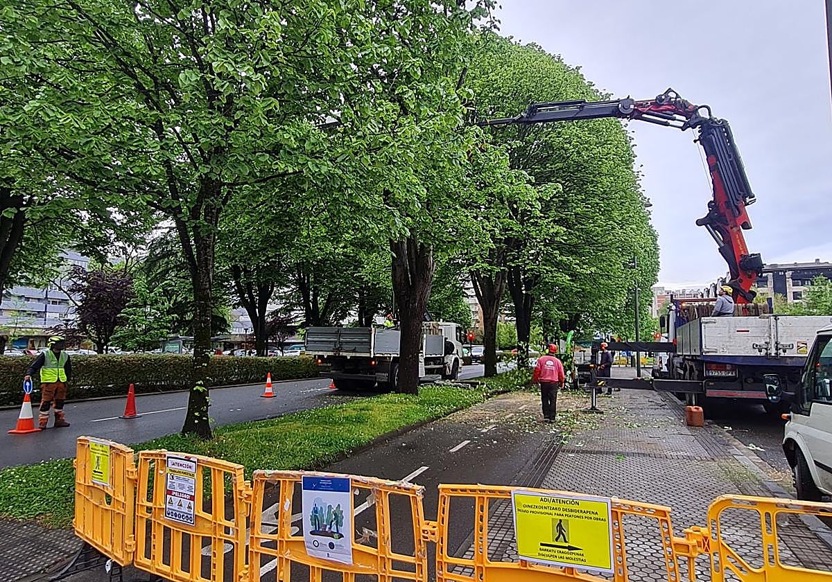 Trabajadores de la contrata municipal realizan labores de poda de los tilos de la avenida de Tolosa.