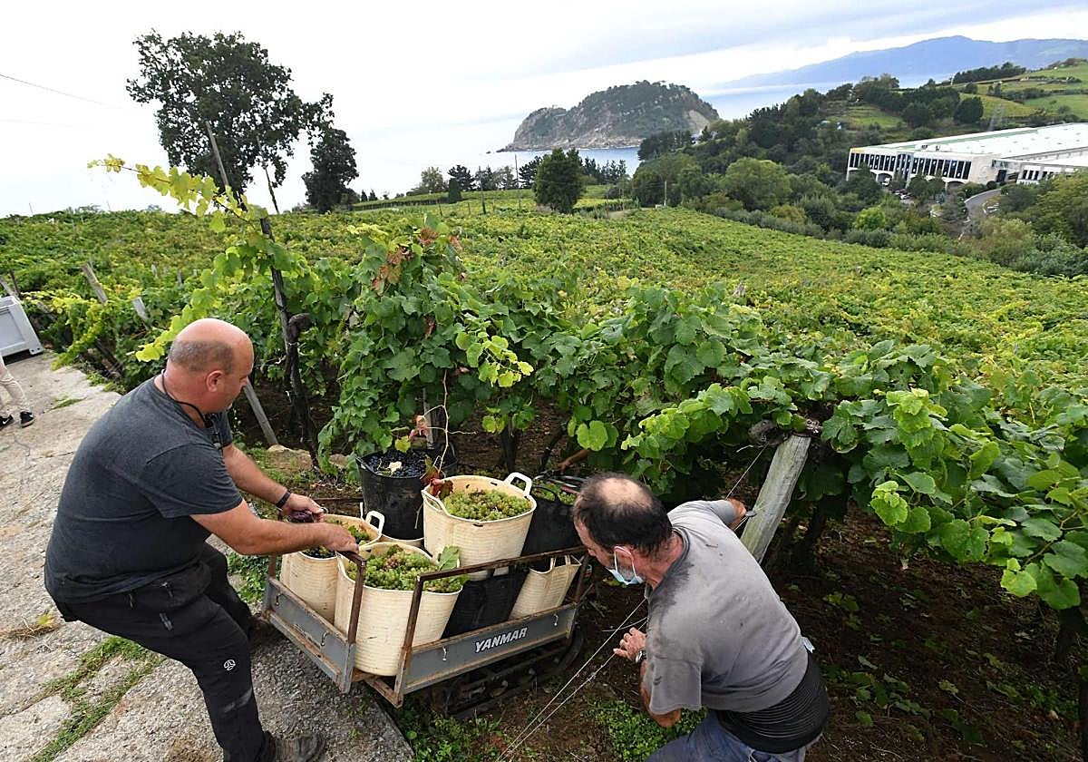 Dos trabajadores recogen en Getaria la uva con la que se elabora su txakoli.