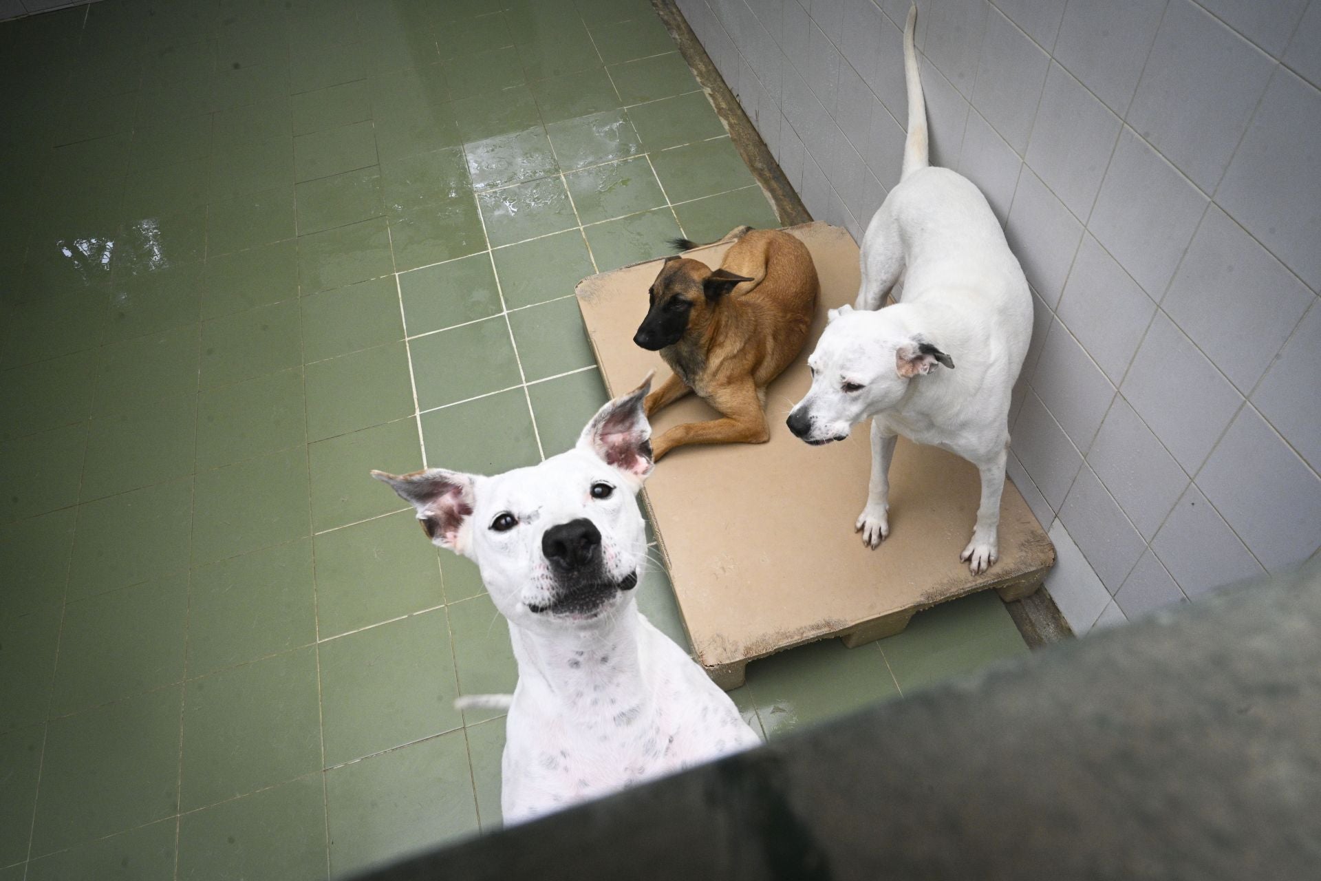 Una protectora llena de colores