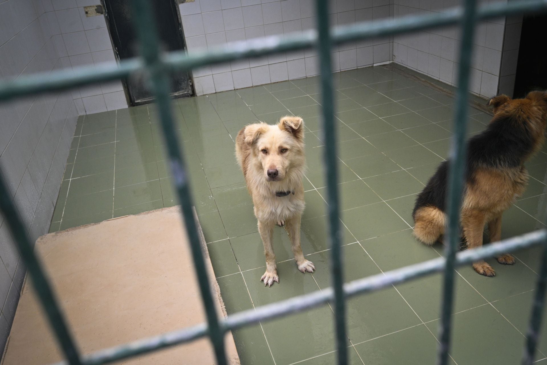 Una protectora llena de colores