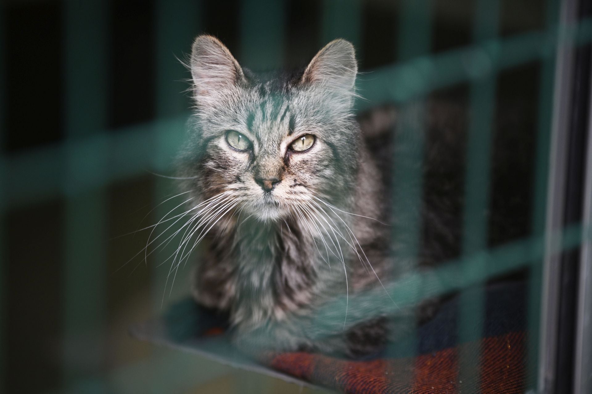 Una protectora llena de colores